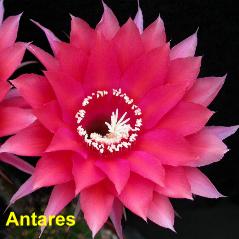Antares.4.1.jpg 
